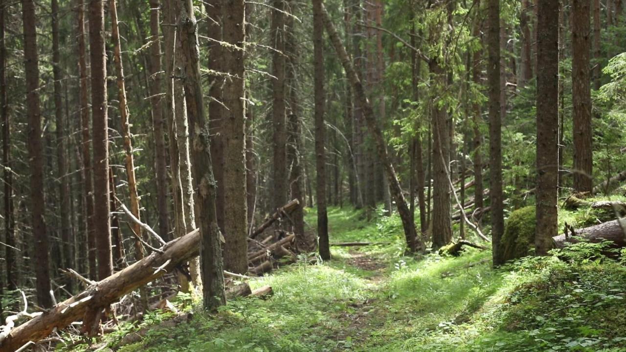 Cozy Stuga - Mountain View Ramsele Екстер'єр фото